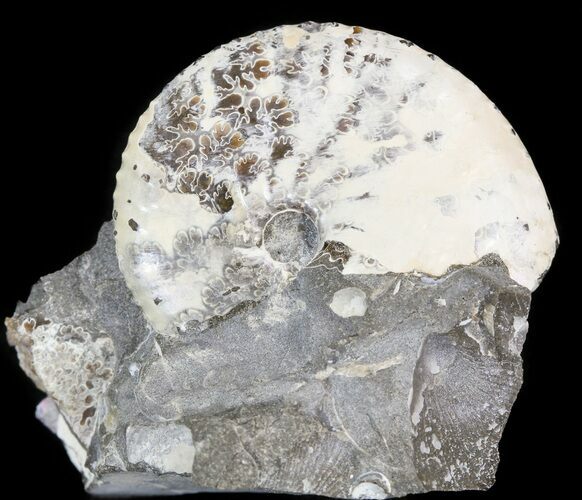 Iridescent Discoscaphites Ammonite - South Dakota #44046
